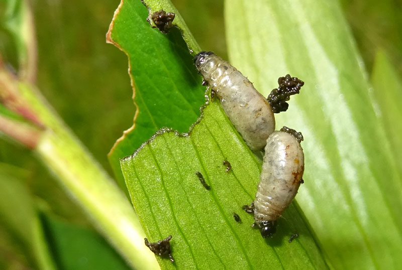 larva di Chrysomelidae...... da determinare